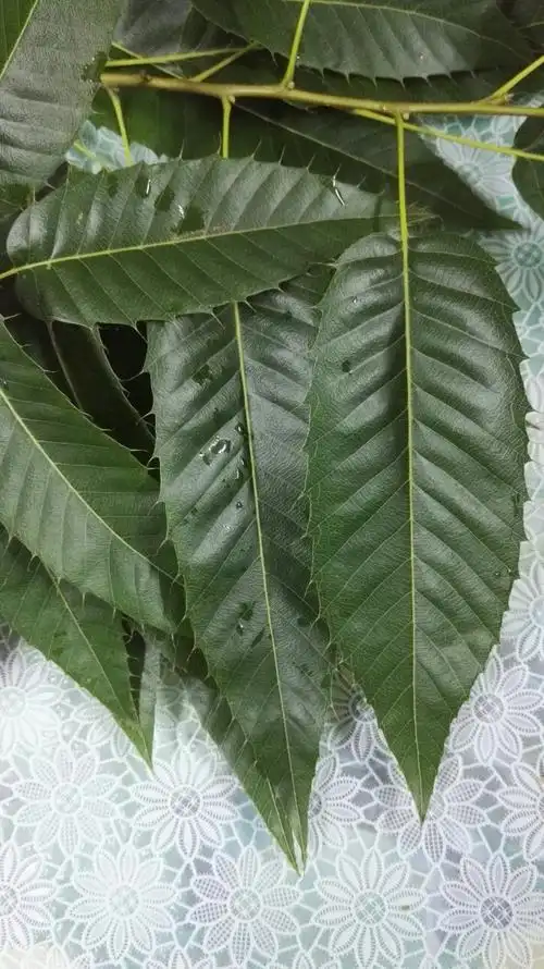 这是什么树的叶子?锯齿是软的!