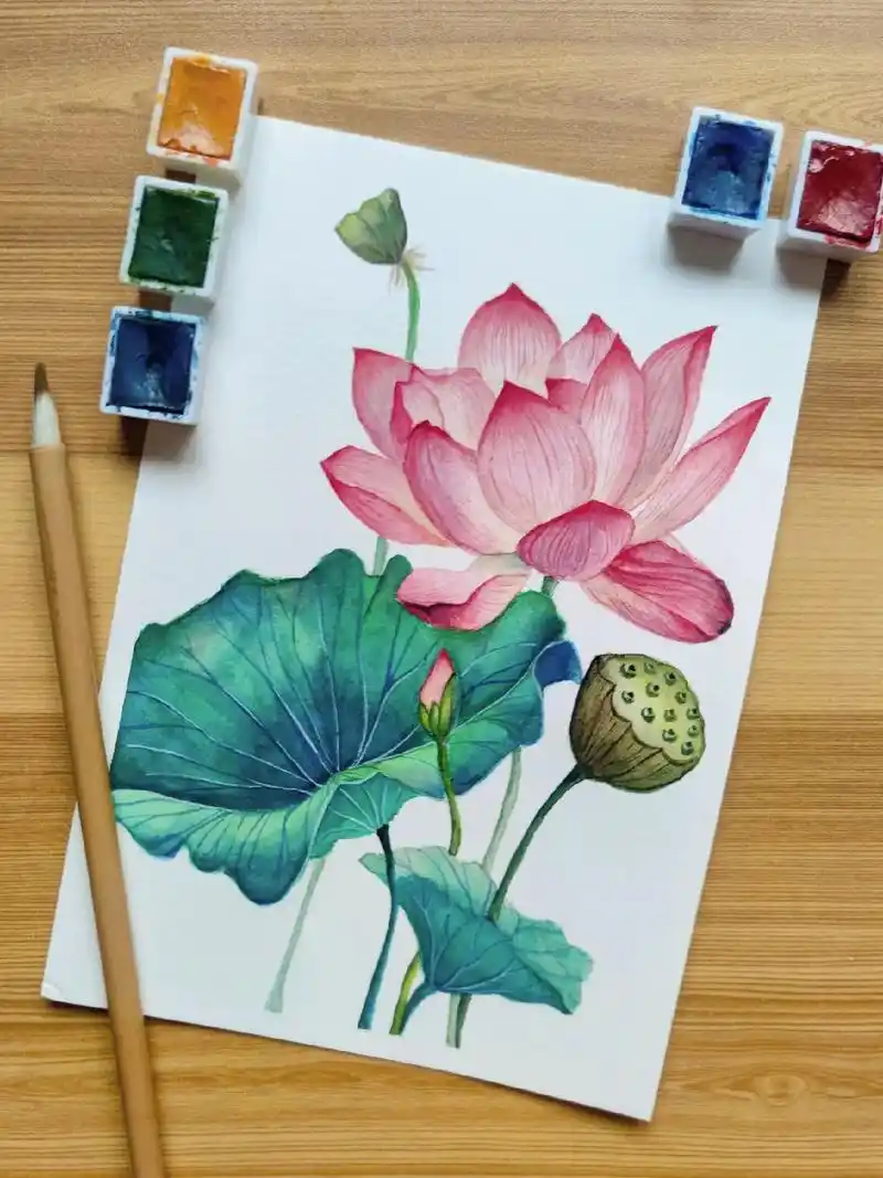 水彩练习-荷花,含过程图和线稿.水彩:鲁本斯 水彩纸:宝虹全 - 抖音