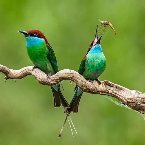 两只快乐的小鸟【首发】