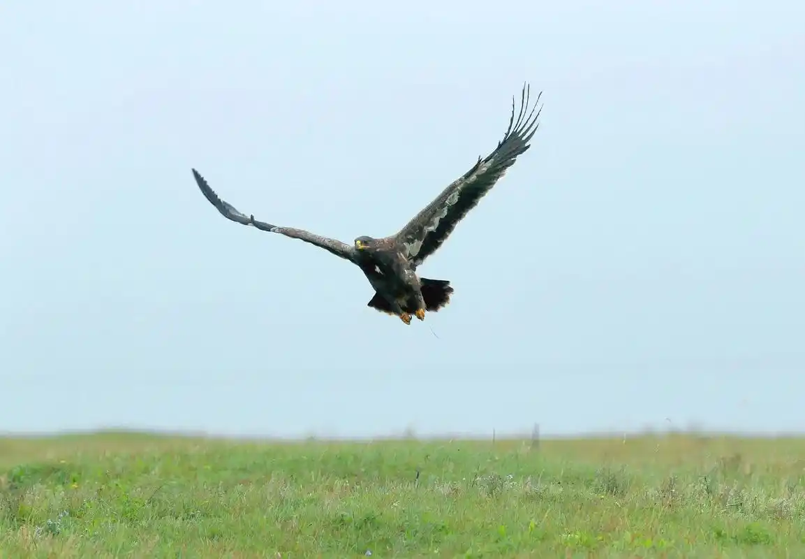 美丽的雄鹰,草原雕,拍摄于呼伦贝尔 - 抖音
