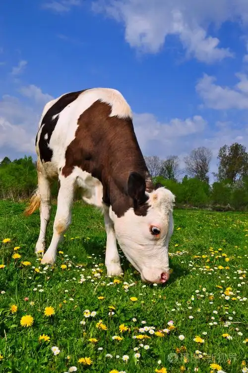 夏季牧场上小牛