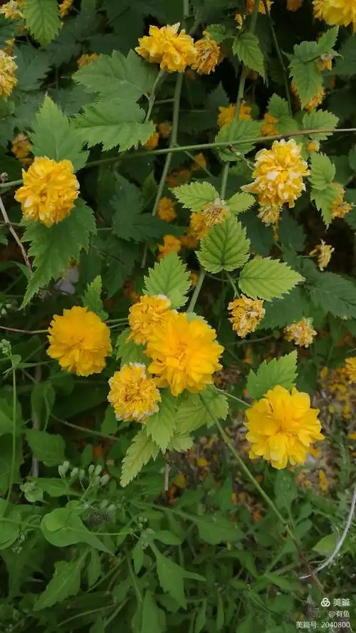 重瓣棣棠花.棠棣黄花发,忘忧碧叶齐.