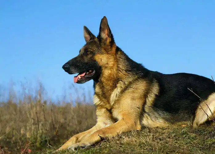 你可以永远相信"德国牧羊犬",看完你就清楚了