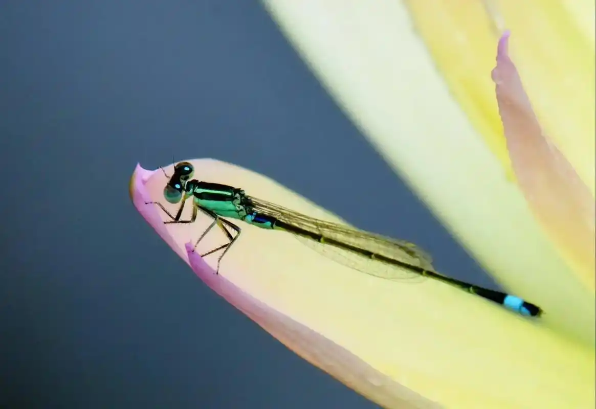 深圳罗湖洪湖公园荷塘的蜻蜓蝴蝶蜜蜂与小鸟