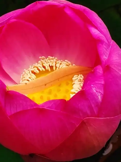 红色的荷花,还没有完全绽放,刚刚开的样子很美.