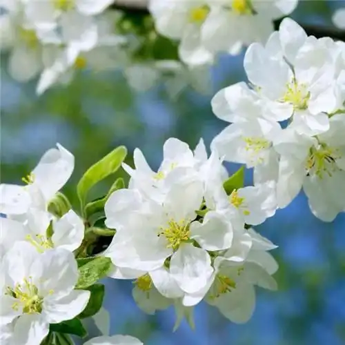 素雅清新花朵头像 花的头像 风景 清新 淡雅_植物头像_头像屋