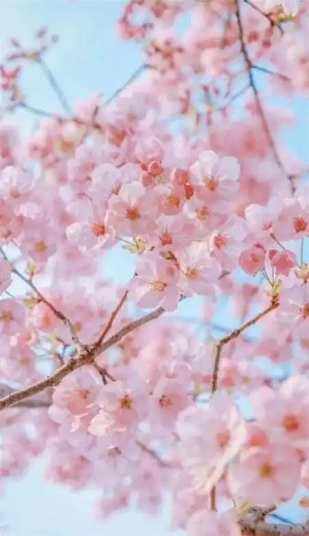唯美好看的樱花意境图片,手机壁纸樱花唯美意境图片