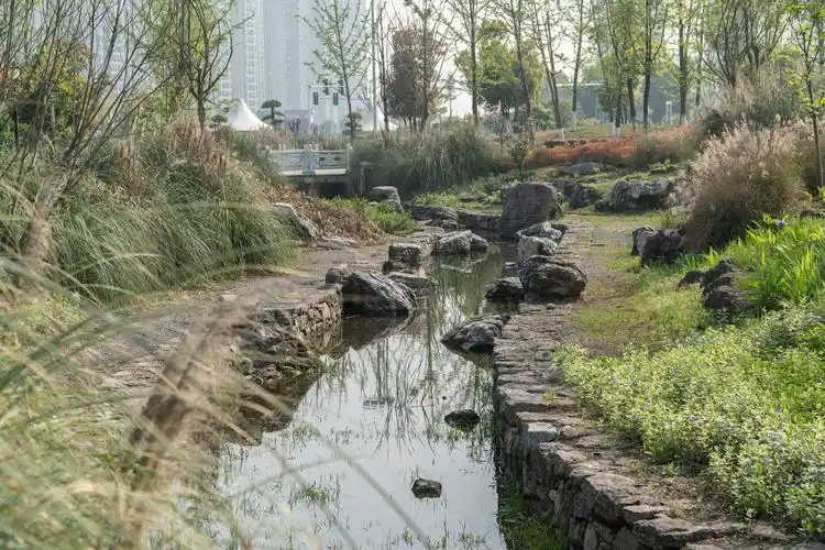 檀溪公园c区泄洪渠驳岸局部实景设计亮点首先体现在植物配置上,围绕