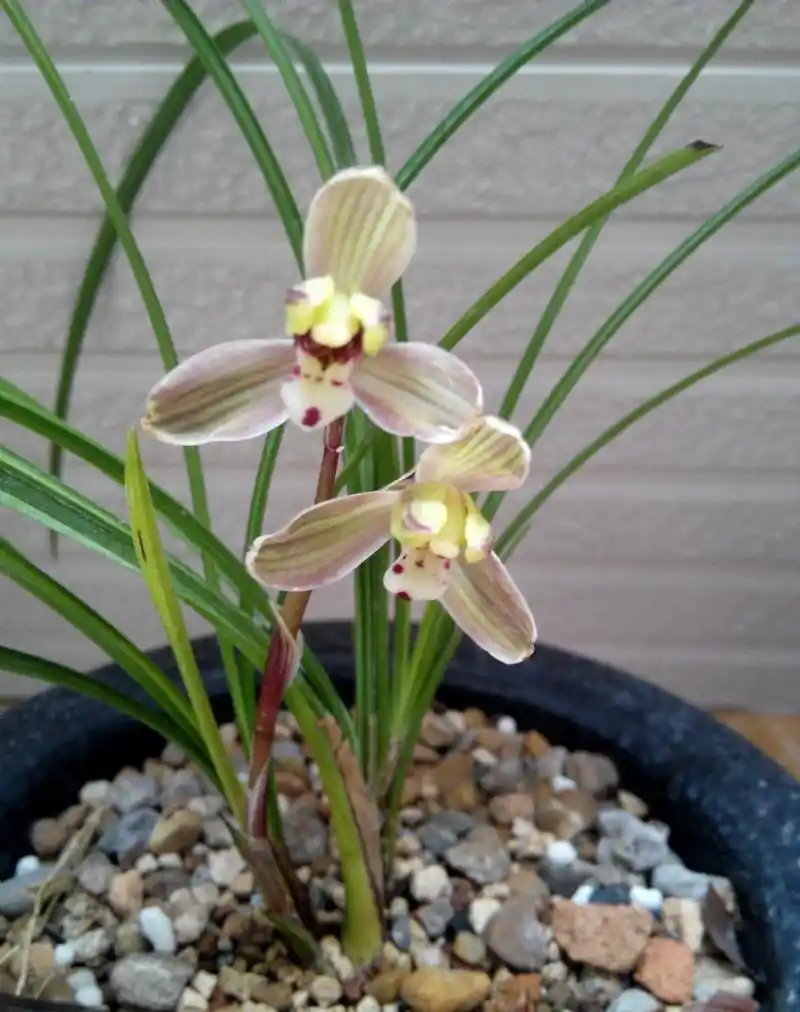 莲瓣兰八大名品之一,优雅大方,气质高雅,被誉为"滇中第一梅"