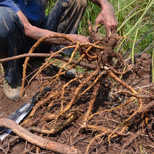 草药药材苦参500g深山农家家生晒无硫地好汉其他药食同源食品