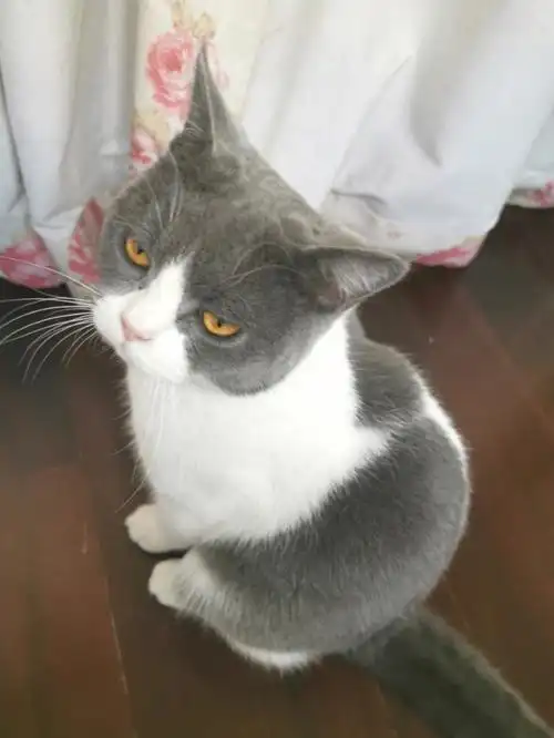 英短蓝白常用表情