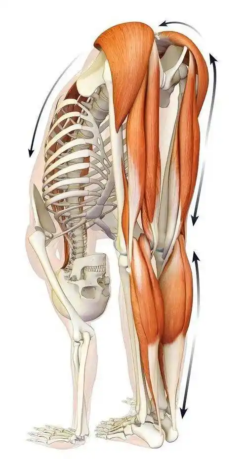 初练瑜伽大腿后侧紧怎么办10个动作帮你深度拉伸大腿后侧