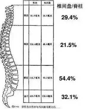最全面详细的脊柱腰段解剖图,值得收藏!