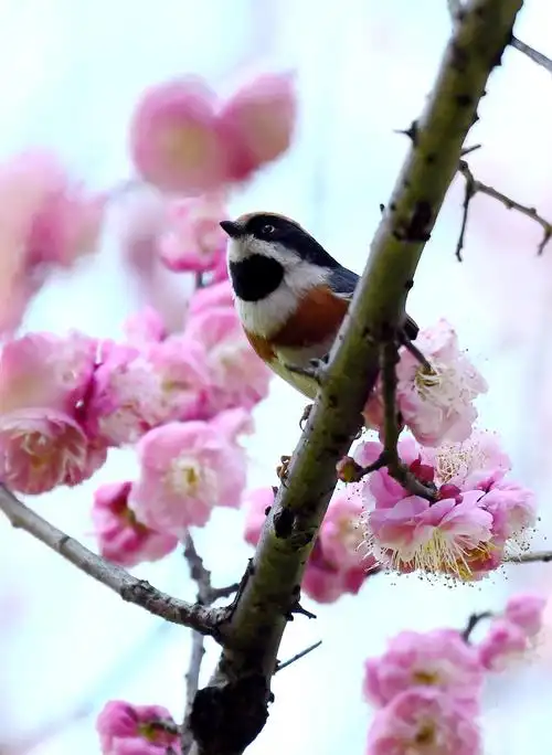梅花林中拍小鸟