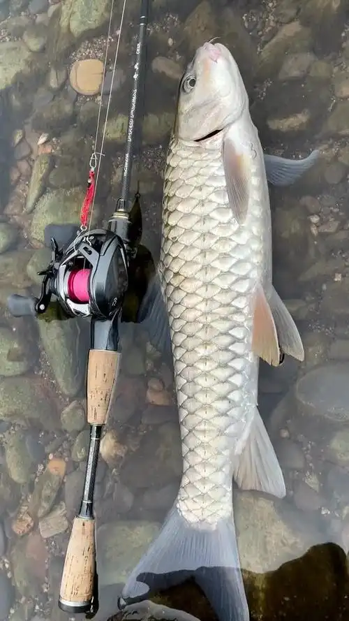 好久没看到过这么漂亮的军鱼了,赶紧给它放了吧,要