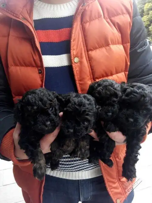 黑色泰迪宝宝,喜欢的可以联系