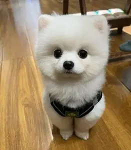 博美幼犬宠物狗狗 没时间照看 长不大小体博美犬找新家啦!