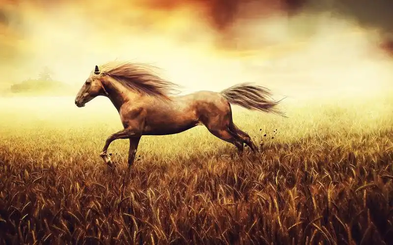 马跑在麦田 桌布 - 2560x1600