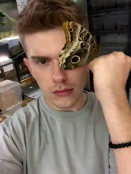 这个属的蝴蝶后翅翅底有大而酷似猫头鹰眼睛的眼斑,故名.它们会在黄