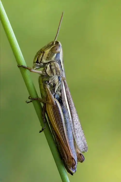 直翅目·蝗亚目·蝗总科·蝗科(剑角蝗科,蚱蜢科):蚱蜢