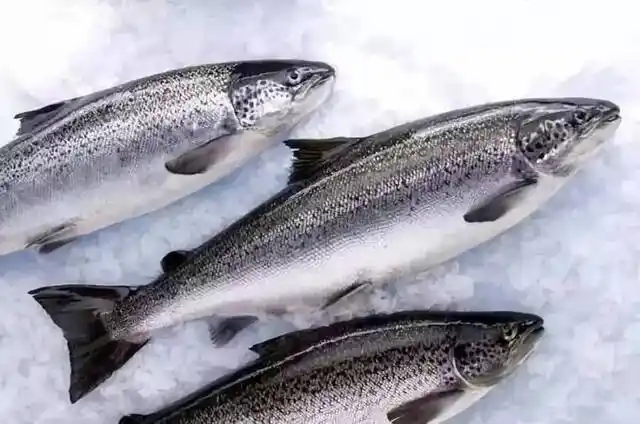 2. 太平洋鲑 pacific salmons