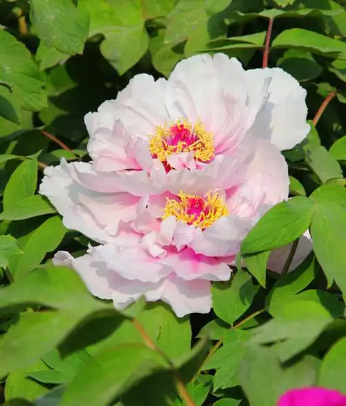 洛阳牡丹四大名品之赵粉,魏紫