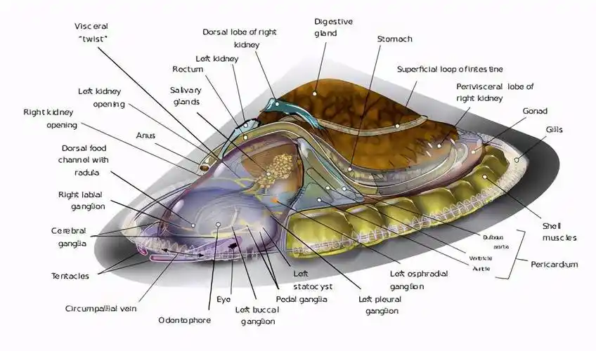 章鱼有9个大脑能编辑基因智商高到无法理解为啥没发展出文明
