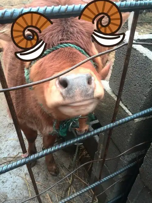 【牛牛】可爱的牛牛表情包