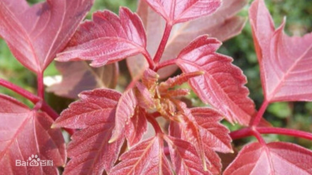 红叶复叶槭的耐寒性强,能耐-40℃--45℃低温,耐旱,喜光,适合山东到