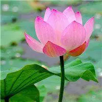 招财花朵头像图片大全【点击鼠标右键下载】