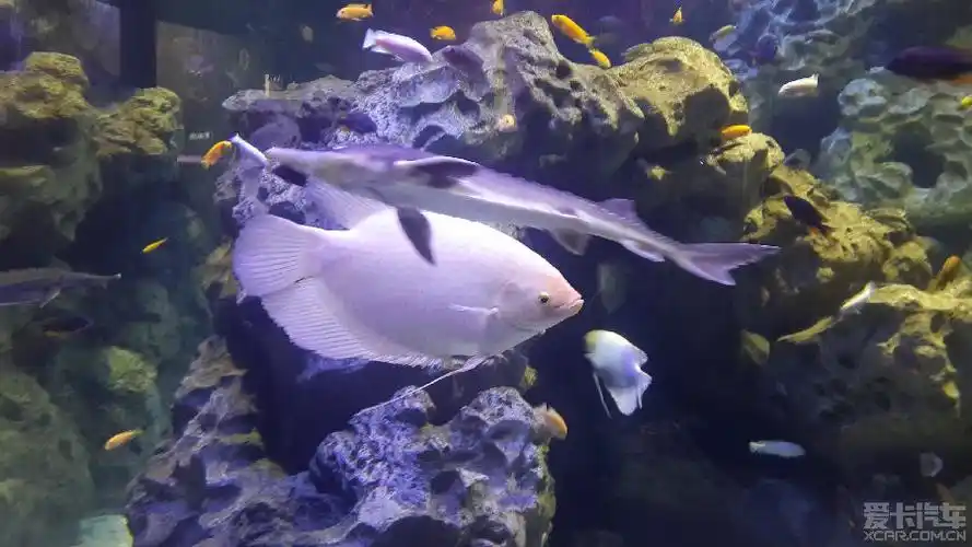 【川狮汇】文盲哥带您走进成都浩瀚水立方