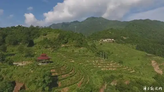 漳平:春茶采摘忙 茶香溢四方-龙岩市漳平市人民政府