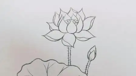 简笔画荷花,出淤泥而不染,濯清涟而不妖-少儿-高清完整正版视频在线