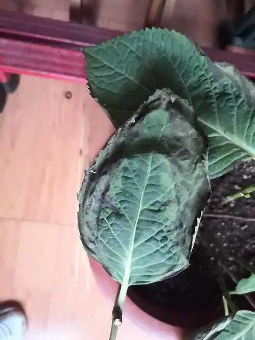 绣球叶子都黑了,啥原因那?