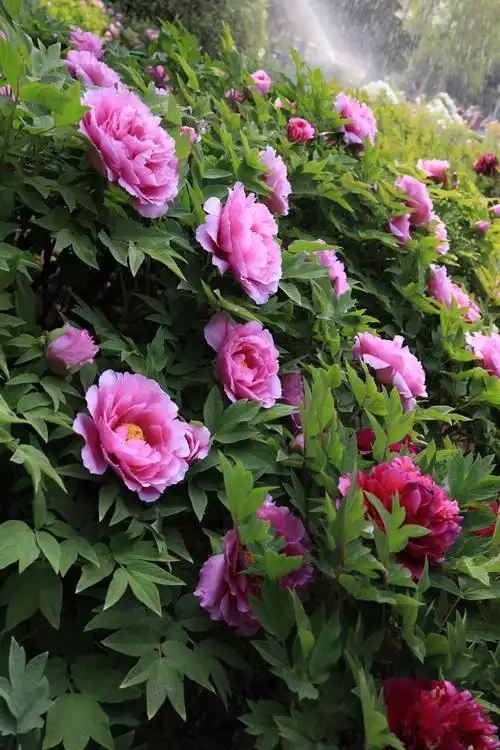 "洛阳地脉花最宜,牡丹尤为天下奇.