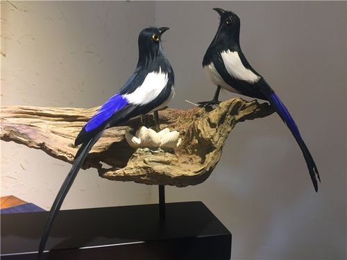 仿真鸟类标本仿真喜鹊鸟摆件教学模型羽毛鸟工艺鸟类飞禽标本创意礼品