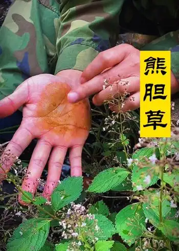 熊胆草,溪黄草_腾讯视频