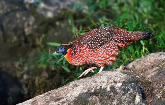 罕见重庆深山野鸡竟是珍稀动物红腹角雉叫声诡异如同婴儿啼哭