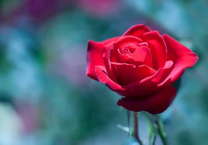 花卉,花的特写,玫瑰,红玫瑰,植物花卉娇艳的红玫瑰图片 花卉,花的特写