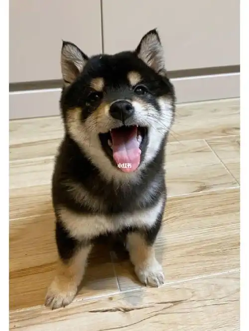 ①马嘉祺的狗②我家的狗