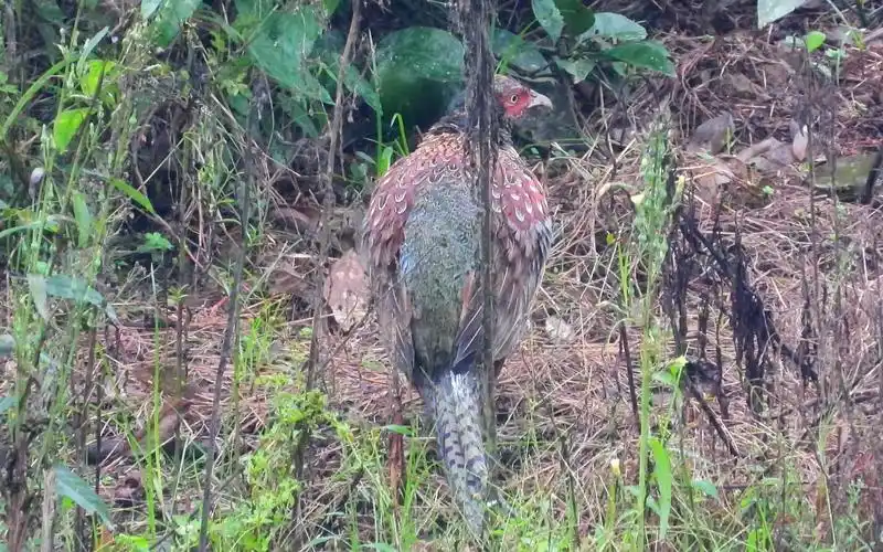 乱草丛中躲着一只野鸡,拍摄时巧遇竹鸡叫声,你不乖你不乖