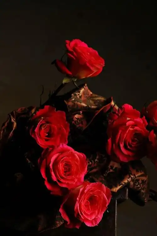 红玫瑰,黑暗