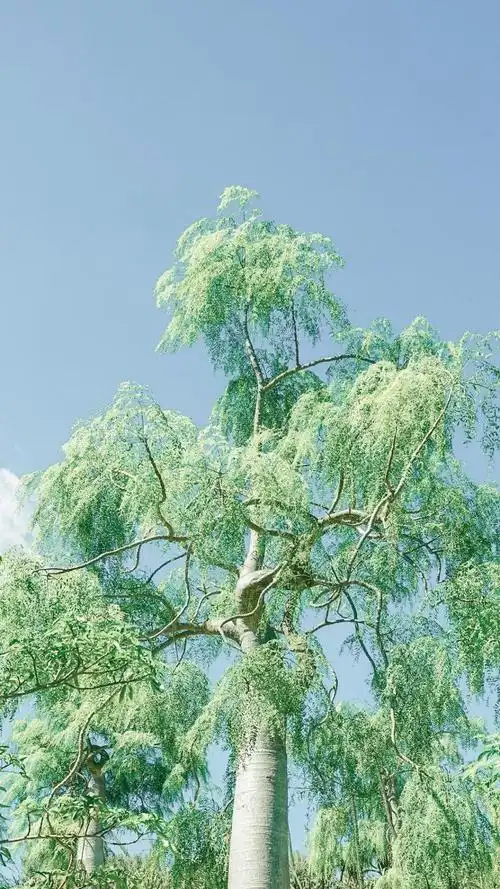 小清新绿色树木护眼写真,锁屏图片,手机壁纸,植物-回车桌面