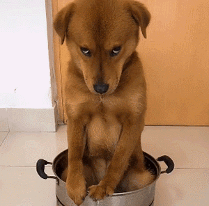 当狗狗做出这5个动作时,就要对你发起攻击了_手机搜狐网