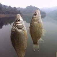 个性微信钓鱼头像_微信头像图片大全