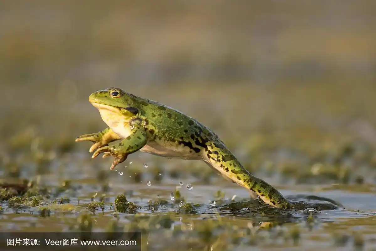 绿色的青蛙在美丽的灯光上跳跃
