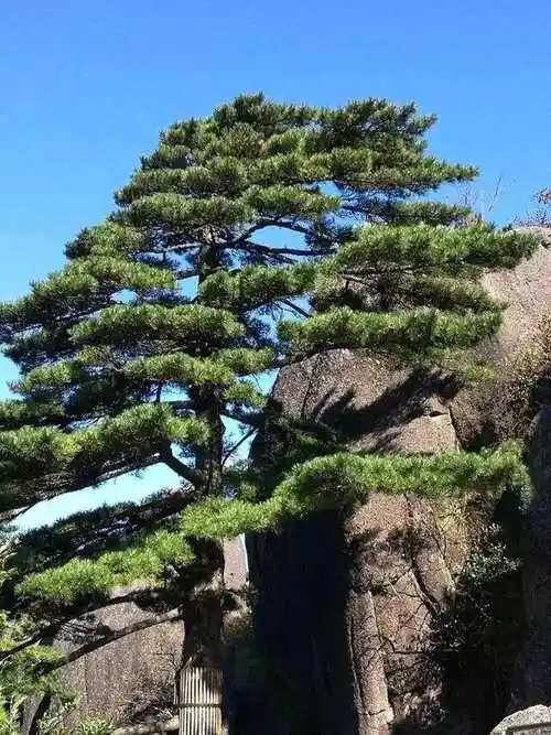 松鼠·松树·松花·松果,100幅大自然的美丽景观