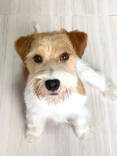 梗犬美容杰克罗素梗