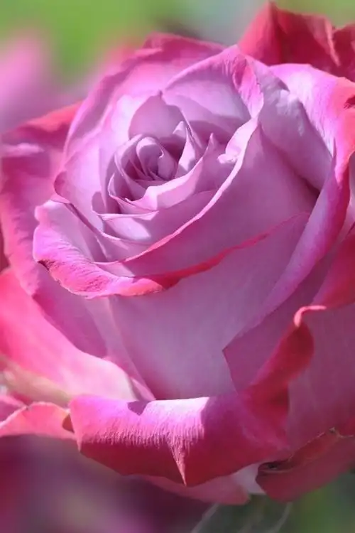 粉红色的花朵,花瓣,玫瑰