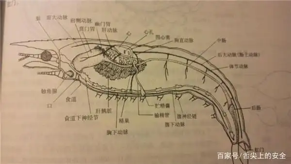 吃虾没有去虾线,有什么危害吗?虾肚子也有一条虾线,要去掉吗